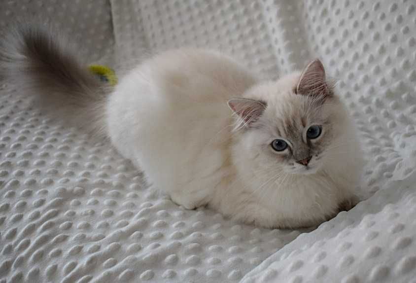 SOYA - rodowodowa kotka rasy ragdoll FPL