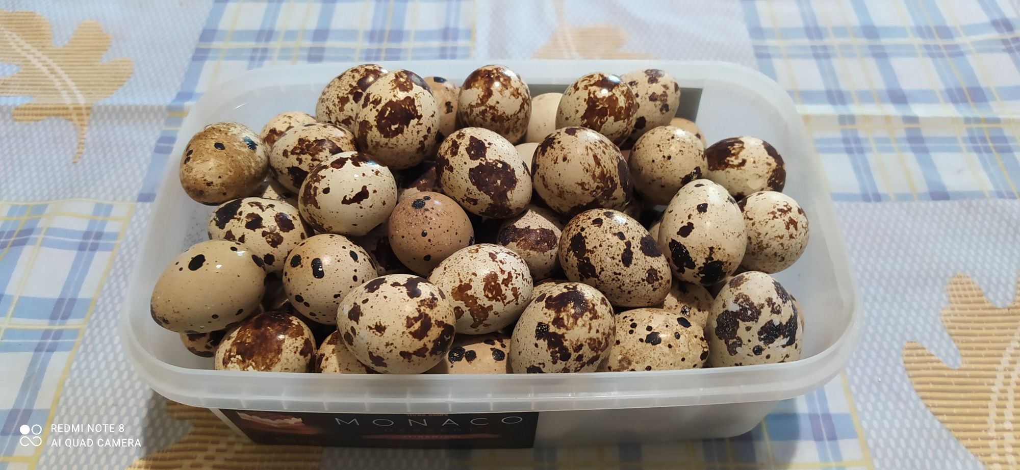 Яйця перепелів домашні