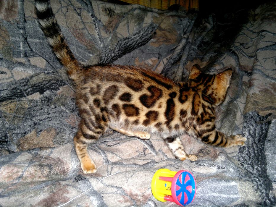 Яскраві бенгальські кошенятка з документами