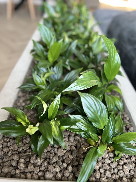 Doniczka donica betonowa duża kwietnik beton architektoniczny