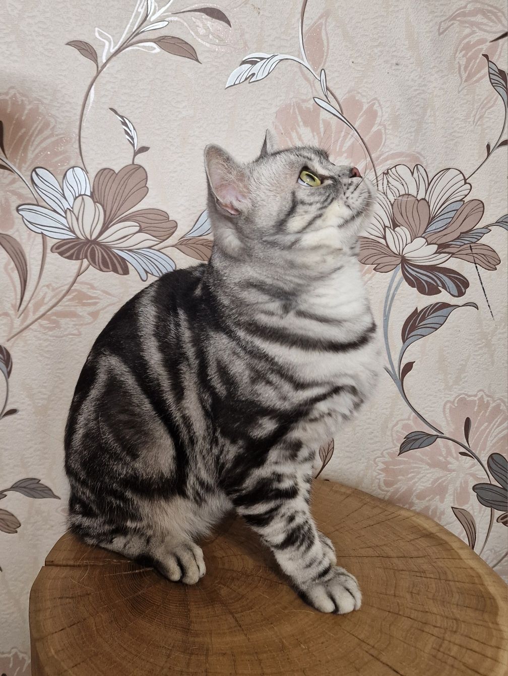 Американський короткошерстний кіт