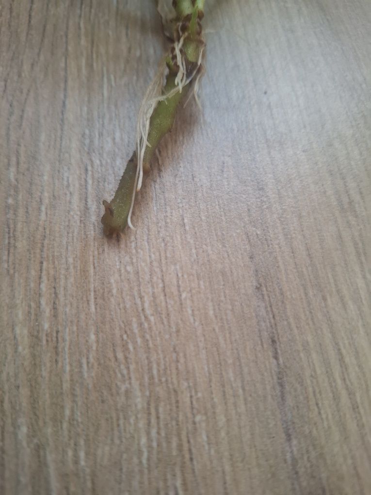 Geranium anginka szczepki ukorzenione