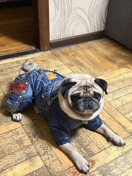 Комбенізон для собаки