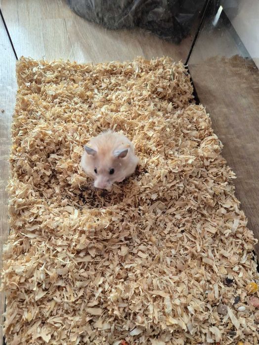 Oddam chomika w dobre ręce