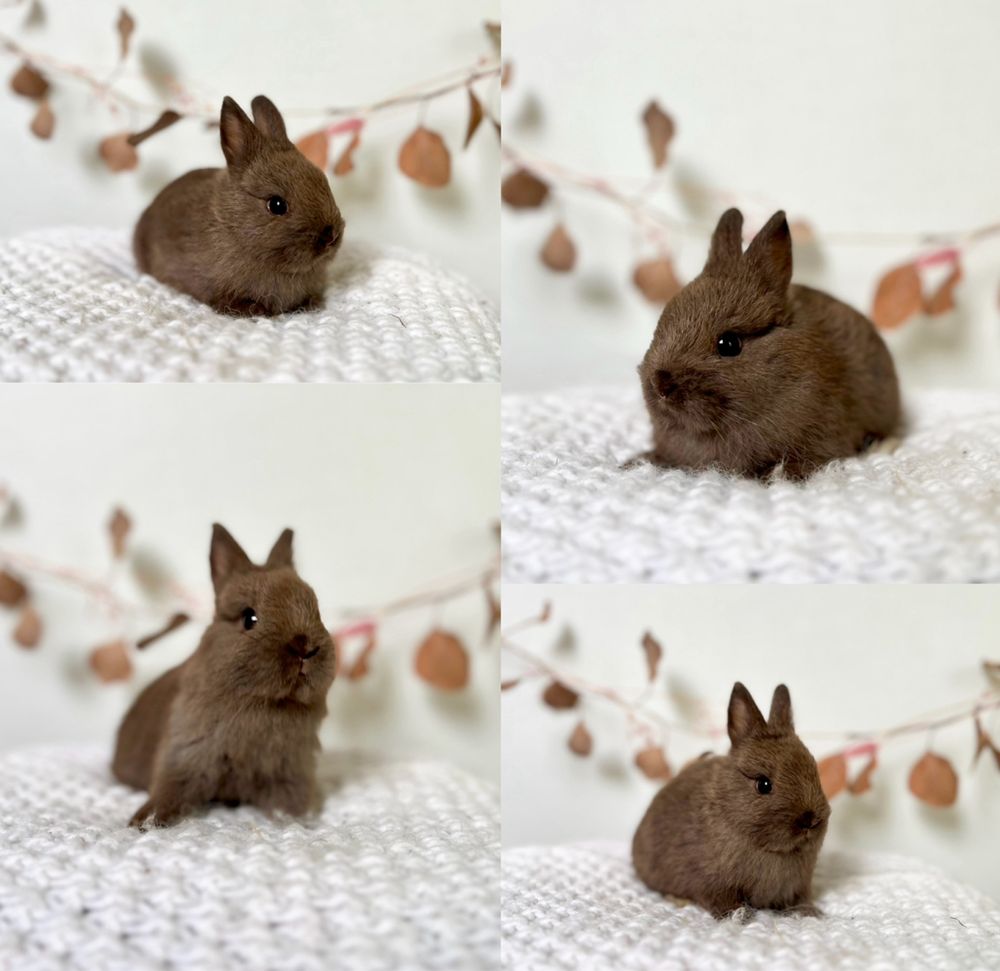 Mini Króliczki ras: Mini lop i Karzełki Teddy Gotowe do odbioru