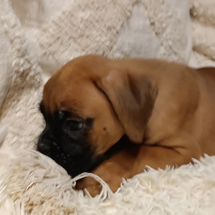 Bokser suczka szczeniak