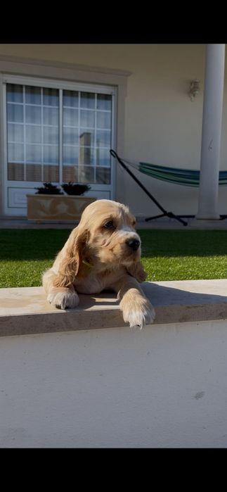 cocker spaniel inglês macho