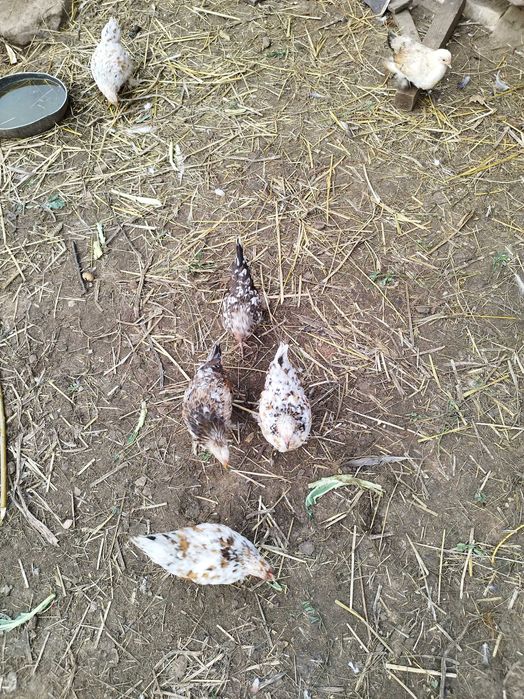 Małe kurki liliputki