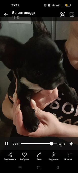 Продам щенков Французского бульдога