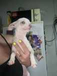 Menina  chihuahua branca pequenina