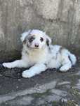 Border Collie macho azul merle / blue merle