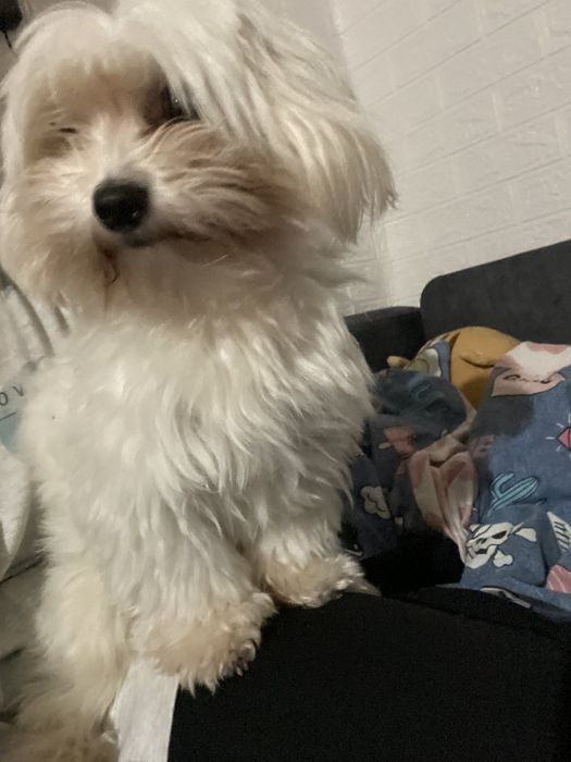 Вязка хлопчика мальтезе