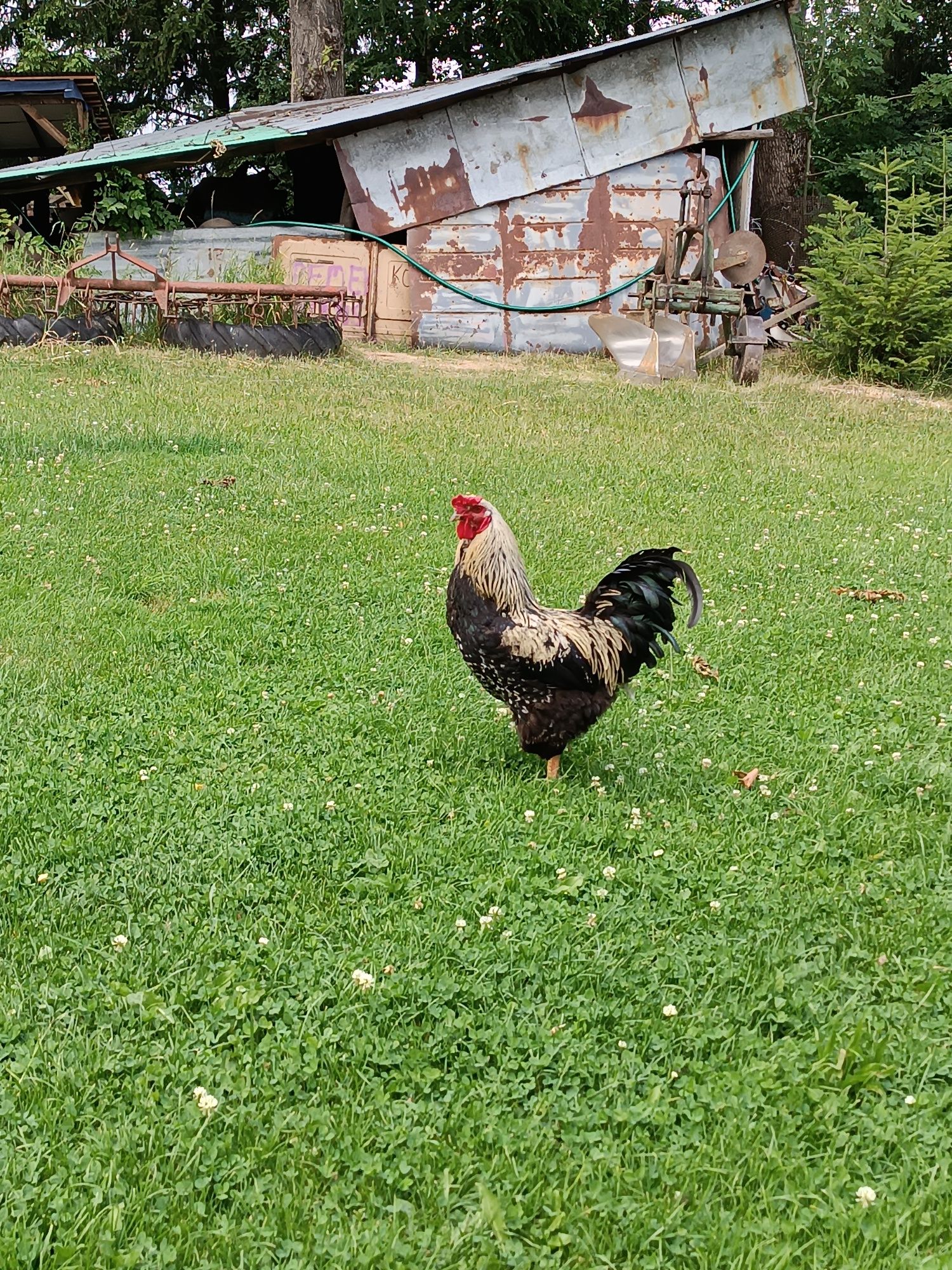 Sprzedam koguta czarnego