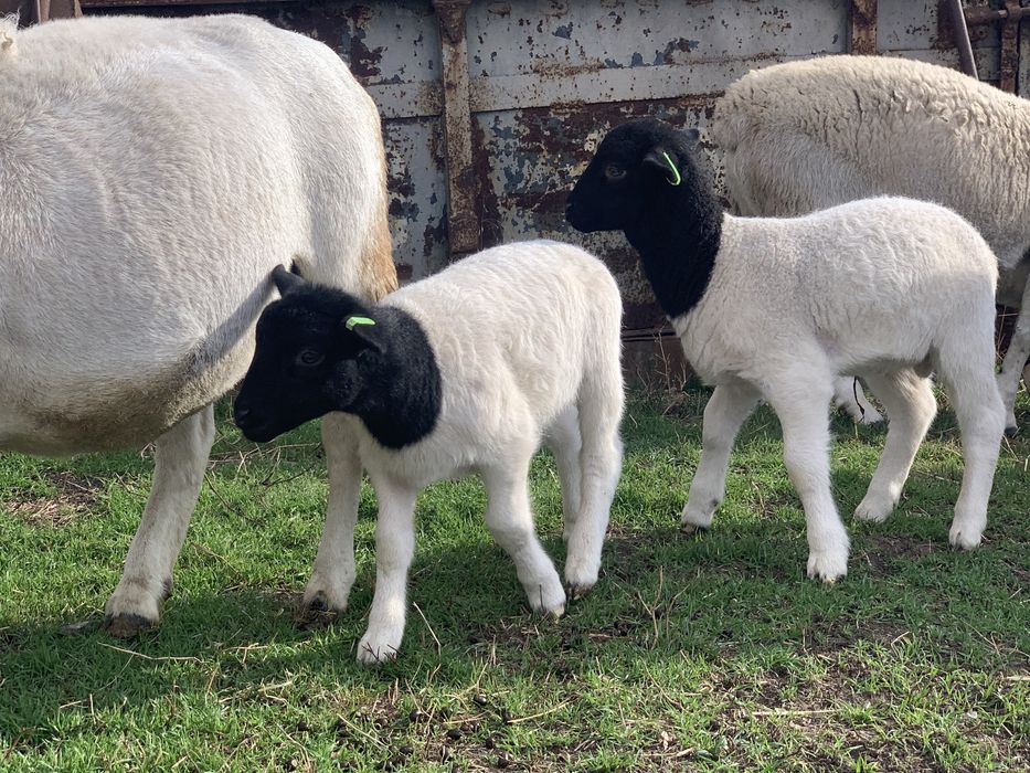 Продам  Баранчиков Дорпер