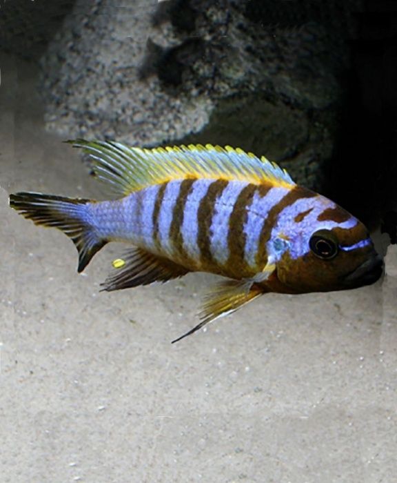 Pseudotropheus flavus Псевдотрофеус флавус Малавийские Цихлиды