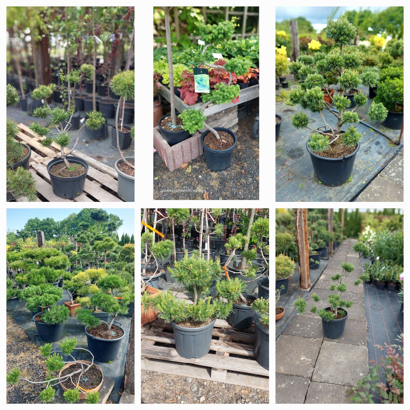 Rośliny formowane, Niwaki,Bonsai JEŁOWA GOŁĘBIOWSCY