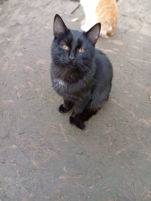 Котик 5 месяцев бесплатно