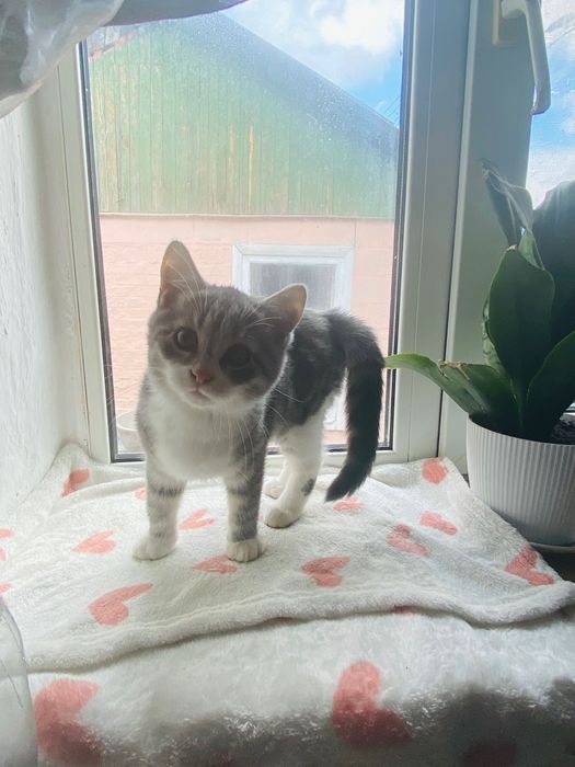 Котята в хорошие ручки