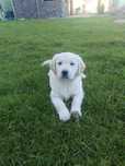 Golden Retriever pieseki Związekek Hodowców Psów