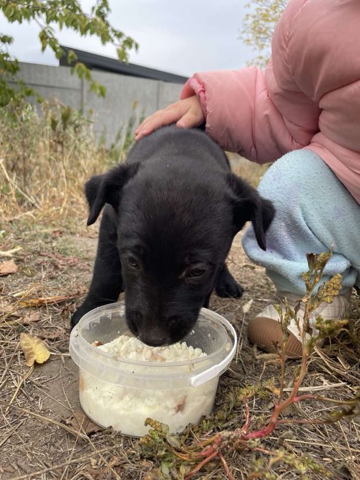 Отдадим в добрые руки щенка!