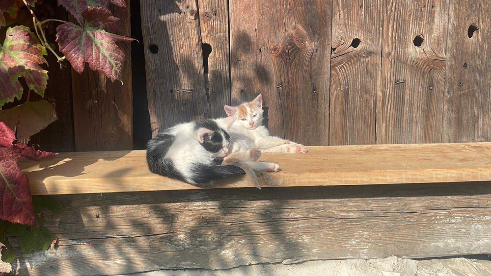 Koty do oddania za darmo