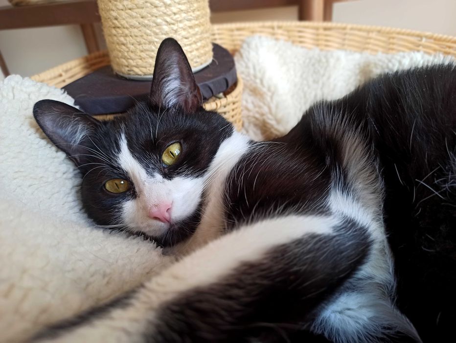 KAJTEK, CIAPUŚ  koty -szukają dobrego domu