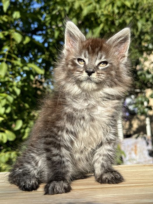 Меховой крупный мальчик серебро котенок мейн кун с документами
