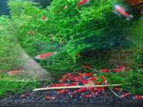 Krewetki Super Crystal Red
