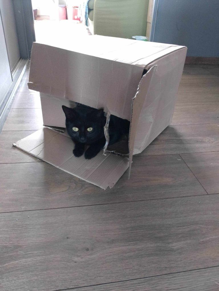 James poleca się do adopcji