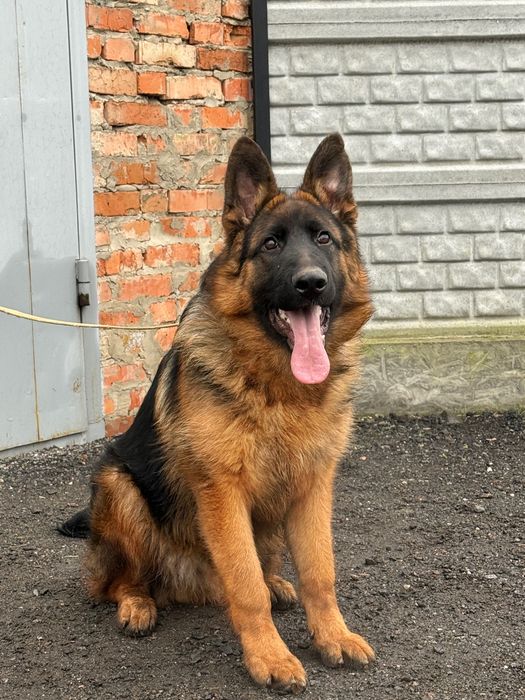 Продам щенка Немецкой Овчарки