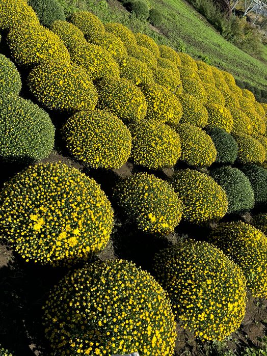 Chryzantemy drobnokwiatowe