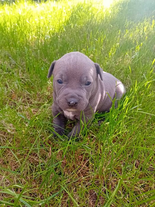 American Staffordshire
