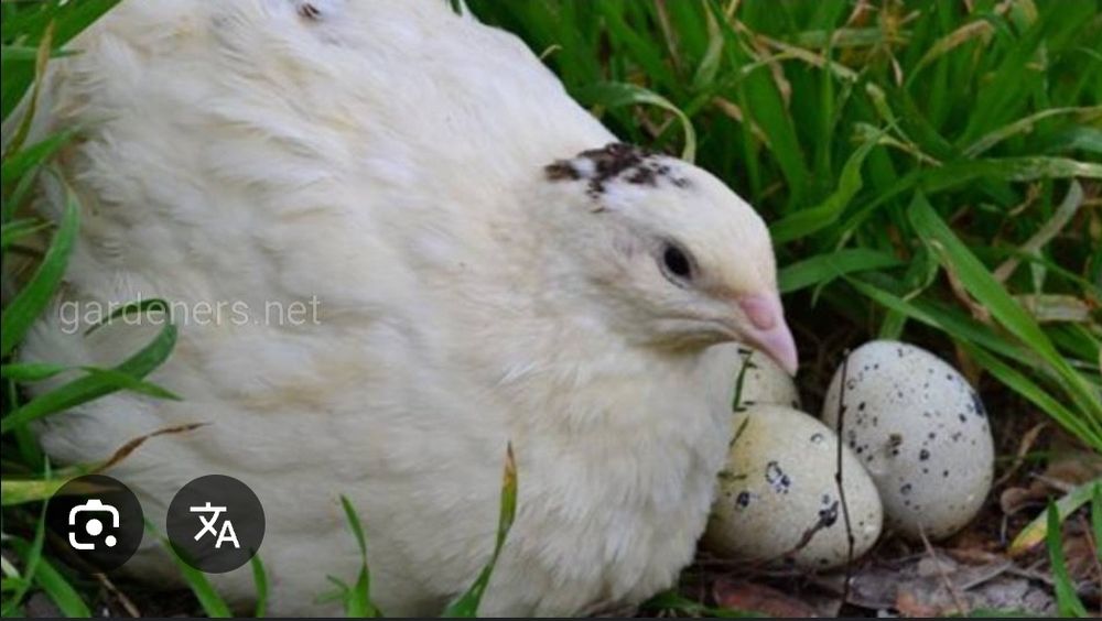 Яйце інкубаційне перепілки