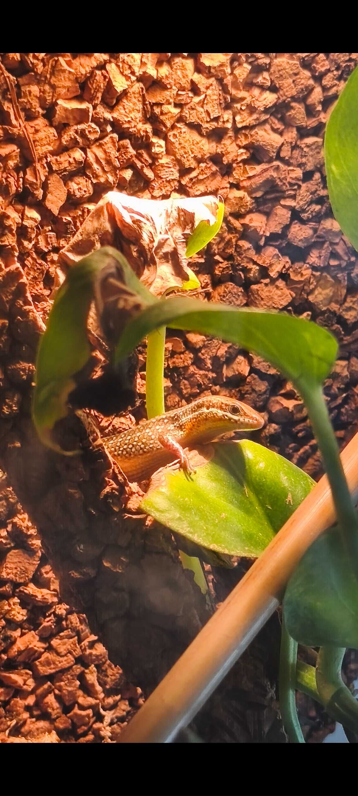 Jaszczurka scynk Eutropis macularia