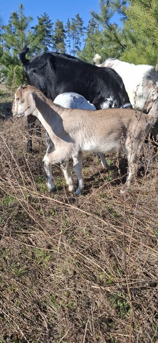 Англонубійські козочки