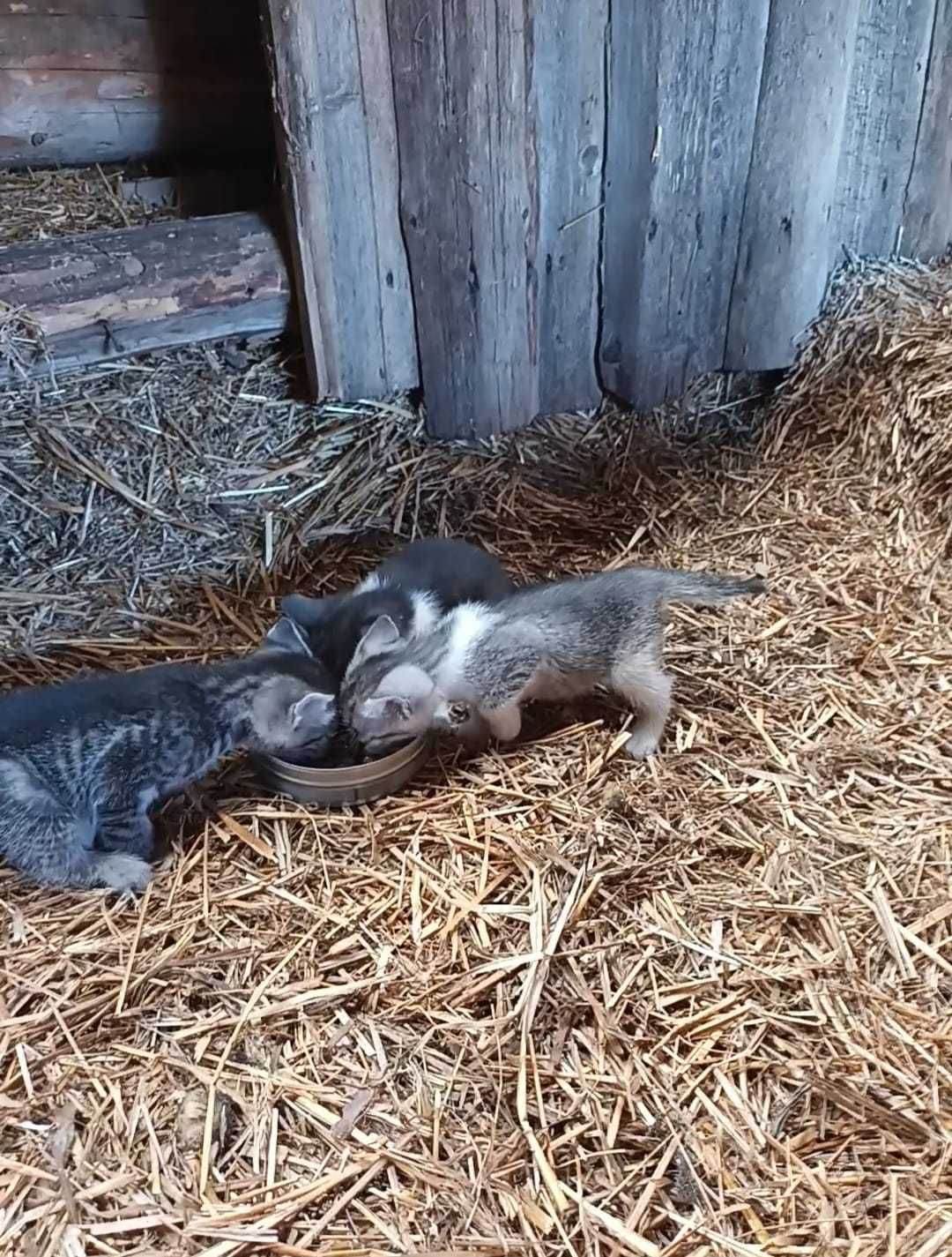 Oddam kotki w dobre ręce