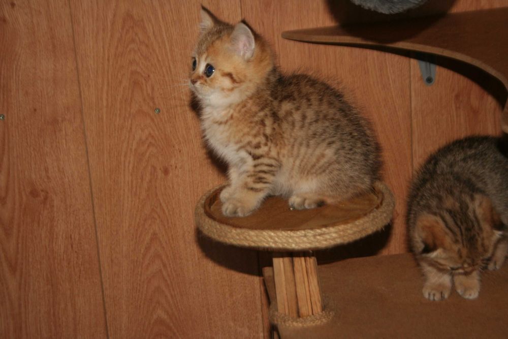 Золотий шиншила, що втішає та звеселяє