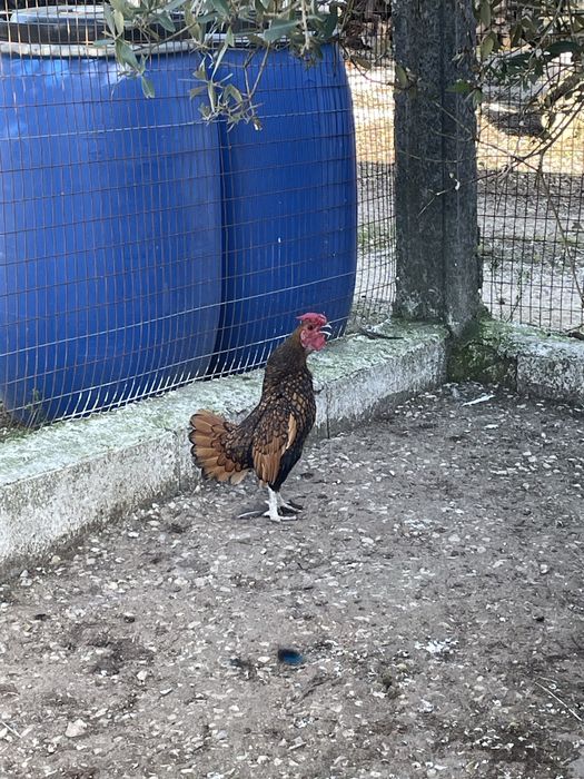 Troco dois machos por duas fêmeas