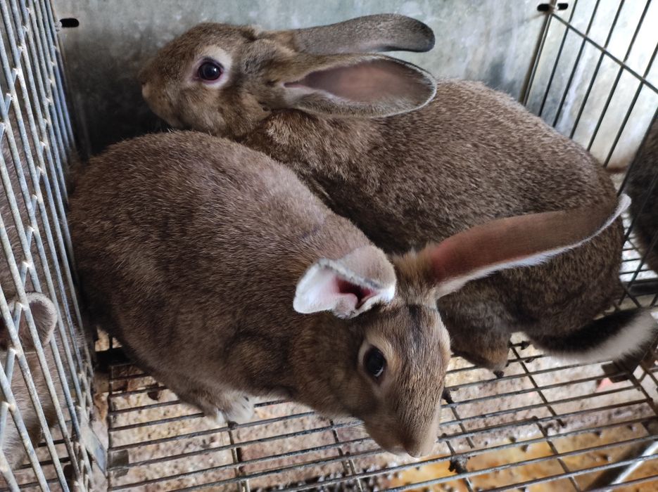 Coelhos Para Criação Ou Consumo