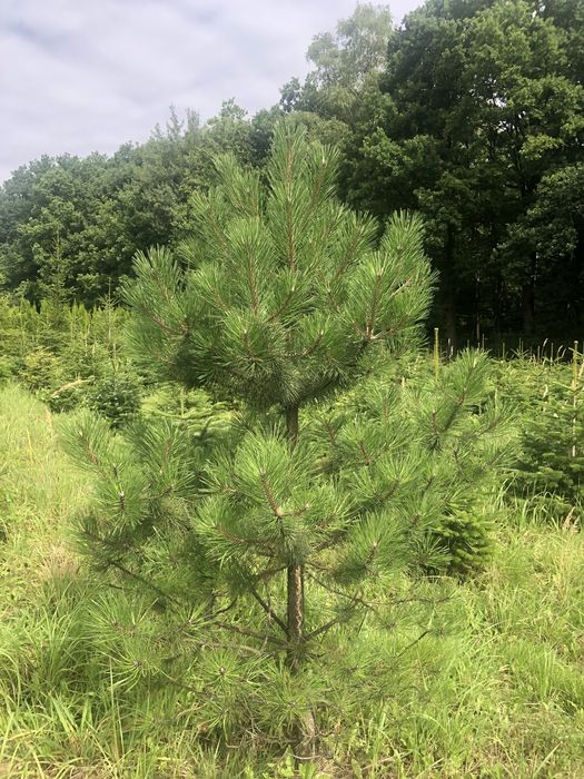 sosna czarna (pinus nigra) 300cm