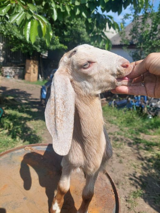 Продаються козенята