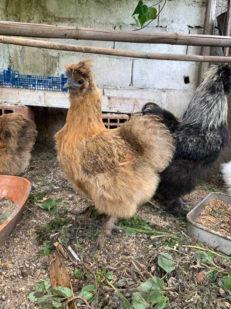 Ovos galados sedosas do Japão