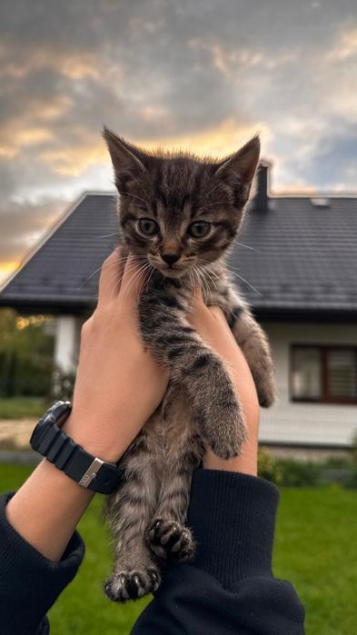 Oddam kotki w dobre ręce