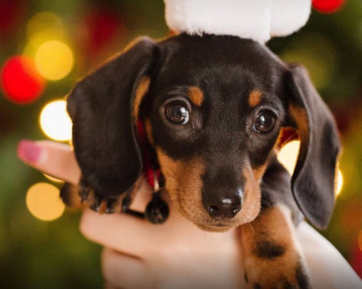 Маленькі шедеври породи — цуценята такси чорно-підпалого кольору