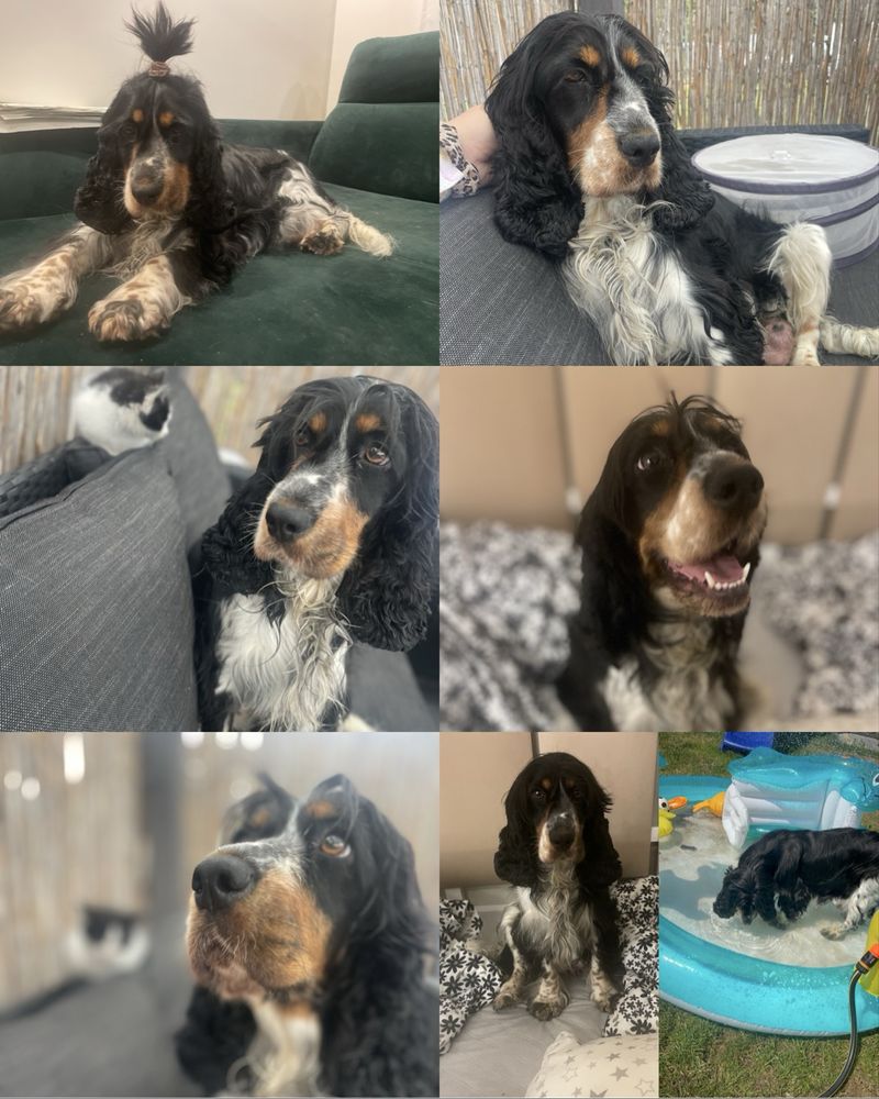 Suczka cocker spaniel angielski czarna z bialym badania genetyczne