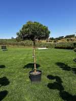 Sosna  na pniu , pinus nigra pierrick bregeon