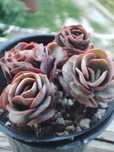 Продам echeveria скидки