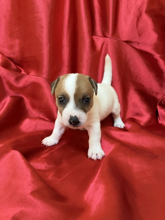 Jack russell terrier gotowe do odbioru