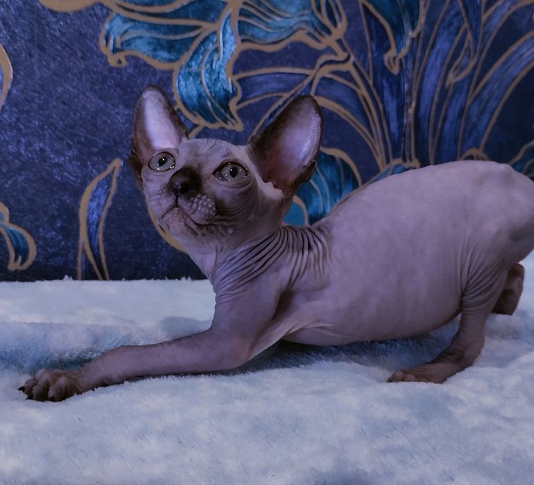 Канадские сфинксы,эльфы