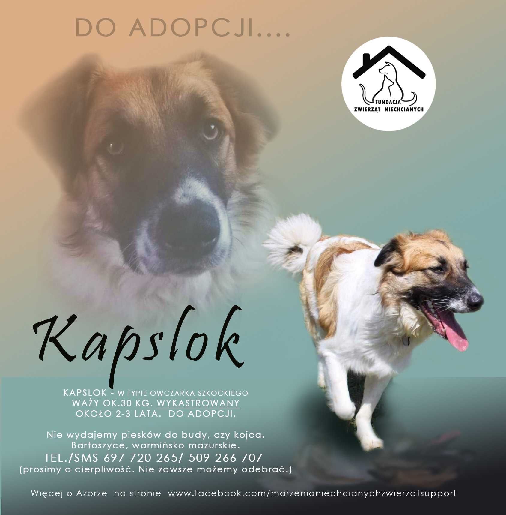 KAPSLOK cudowny, zapomniany DO ADOPCJI